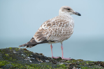 Meeuw || Seagull