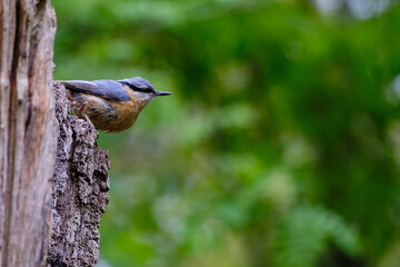 Boomklever - Nuthatch