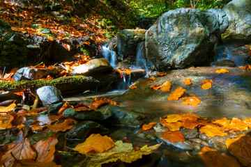 water flow in the forest, autumn landscape. water in slow motion