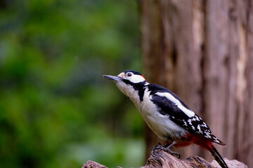 Grote bonte specht - Great spotted woodpecker