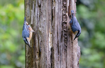 Boomklever - Nuthatch