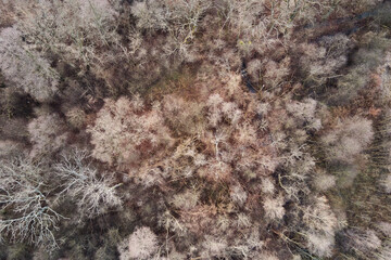 Aerial top view of autumn trees with branches without leaves. Abstract nature background