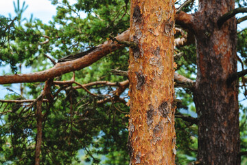 Obraz premium Pine wood tree trunk in Zlatibor forest
