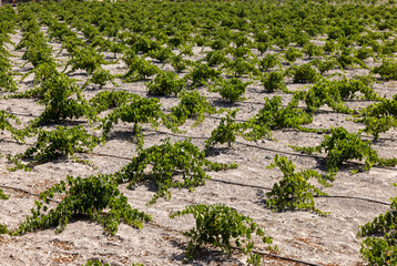 Assyrtiko - indigenous wine grape in wineyard on Santorini Island, Greece