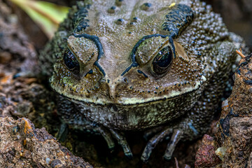 Close up image of Bull frog on the rock.