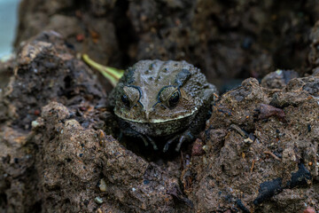Close up image of Bull frog on the rock.