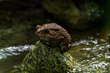 Close up image of Bull frog on the rock.