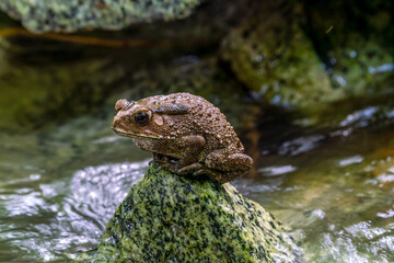 Close up image of Bull frog on the rock.
