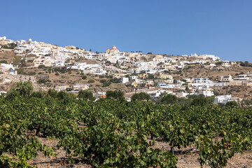Fototapeta premium Assyrtiko - indigenous wine grape in wineyard on Santorini Island, Greece