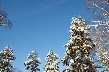 A snow-covered tree against the sky. Winter landscape.