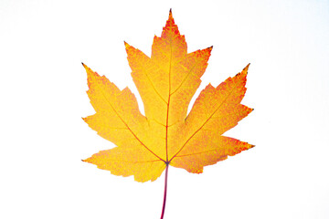One Yellow autumn maple leaf isolated on white background