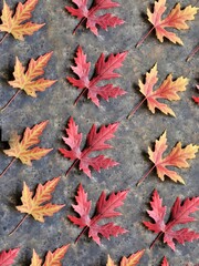 Maple leaves pattern on black background. Beautiful colorful red and yellow maples leaves backdrop. Autumn wallpaper. 
