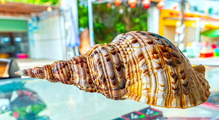 Single sea shell of marine snail displayed in souvenir market. This is a species of predatory sea snail, a marine gastropod mollusk in the family Muricidae. Undersea Animals.