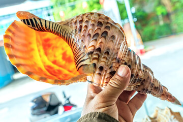 Single sea shell of marine snail in the hands of tourists watching is amazing. This is a species of...