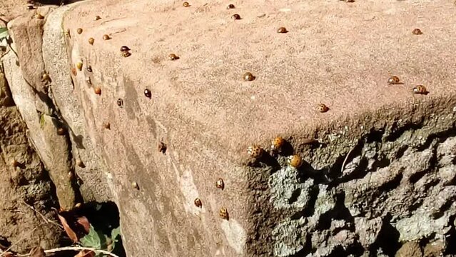 Many ladybirds aggregating on a warm sandstone, preparing to overwinter, Odenwald, Germany