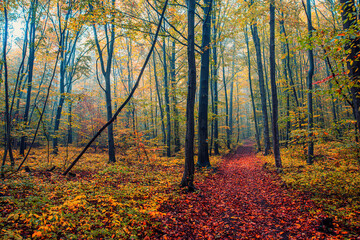 Obraz premium colorful autumn forest in the mist