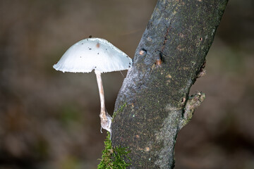 Small white milking bonnet mushroom grows diagonally from a dark branch against a blurred...