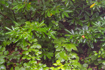 Obraz premium Carbon neutral or carbon net-zero concept background photo Carbon neutral or carbon net-zero concept background photo. Low angle view of lush forest.