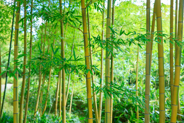 竹林のある日本庭園の風景