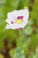 Obraz premium White poppy flower on the field, blooming plant.
