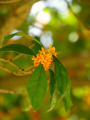 花咲く公園の金木犀