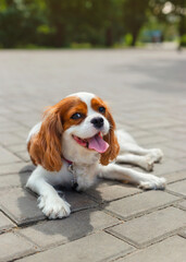 Cute cavalier king charles spaniel lies on the pavement  