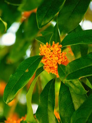 花咲く公園の金木犀
