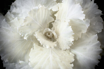 Ornamental Kale, special variety of cabbage called brassica oleracea used not as food but for decorative porpuses