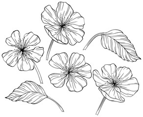 Pear flowers and leaves isolated on white. Hand drawn line illustration.