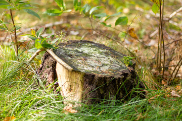 Las jesienią - Autumn forest