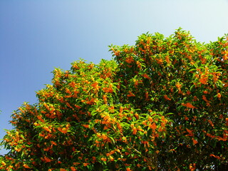 Fototapeta na wymiar 青空と花咲く金木犀の木
