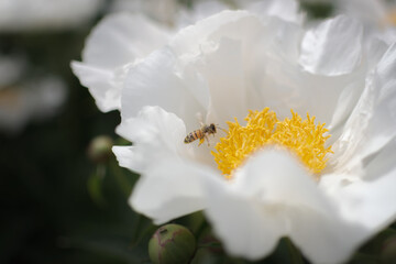 Beautiful peony flower in a garden surraunded by green leaves with a pollinating bee