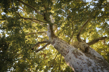 Very old and tall ancient platanus tree in autumn with sunlight between the leaves - 538850558