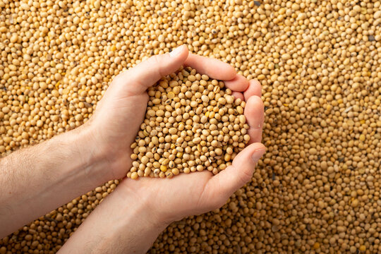 Human caucasian handfuls with soy beans over soybean background