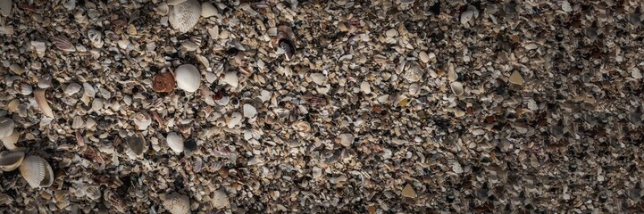BANNER Close-up seashells on beach sand summer day. Abstract ocean background pattern collection