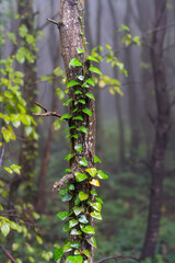 spring in the forest
