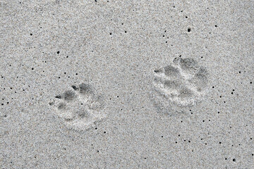 On the beach of the sea or ocean on the sand traces from the dog.