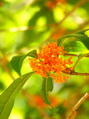 花咲く公園の金木犀