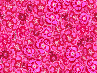 Spangled star flower full frame. Best for Mother's Day, Woman Day or Birthday design. Feminine spring background.