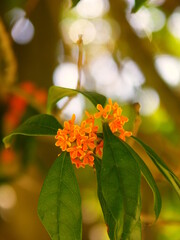 花咲く公園の金木犀