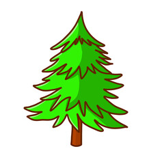 Spruce