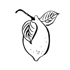 Lemon vector illustration, hand drawn fruit isolated on white background