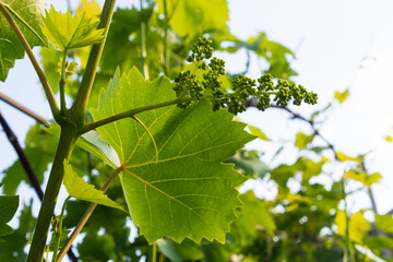 Flowering grapes against the blue sky. Flowering vine. Grape vine with young leaves and buds blooming in the vineyard