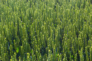 Obraz premium agricultural field where green rye grows, agriculture for obtaining grain crops, rye is young and green and still immature, close - up of the agricultural crop rye