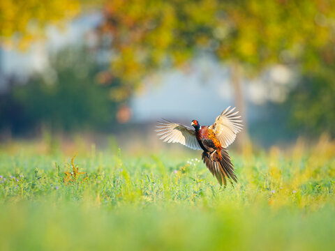 Pheasant - Phasianus colchicus - in flight