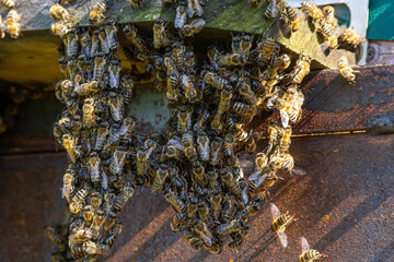 swarm of honey bees flying around beehive. Bees returning from collecting honey fly back to the hive. Honey bees on home apiary, apiculture concept