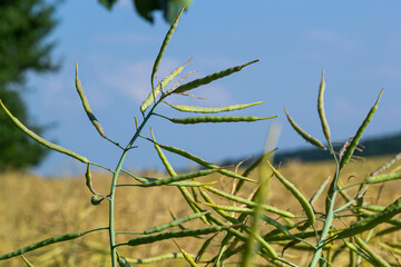 Rape Brassica napus, ripe, dry rape in the field. Ripe dry rapeseed stalks before harvest in day light