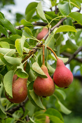 Pear tree. Pear green garden with fruit. Natural environment, outdoors