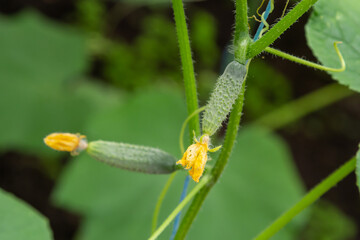blooming ovary of young fresh organic vegetable, growing cucumbers on the field. Spring agricultural background