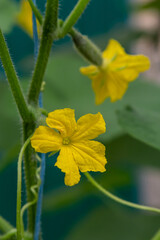 blooming ovary of young fresh organic vegetable, growing cucumbers on the field. Spring agricultural background